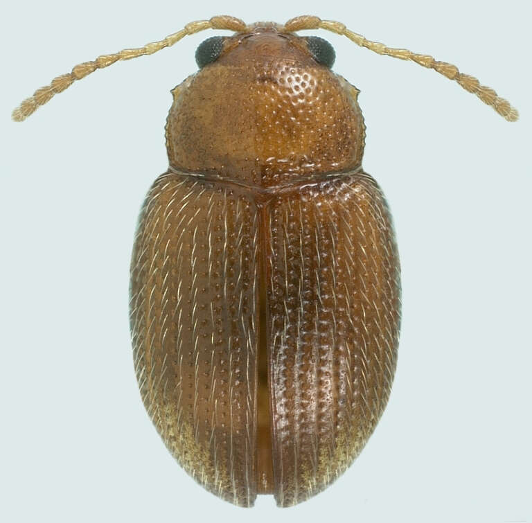 Слика од Epitrix hirtipennis (F. E. Melsheimer 1847)