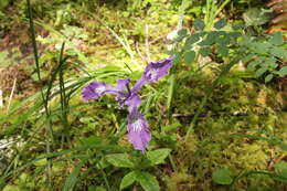 Image of toughleaf iris