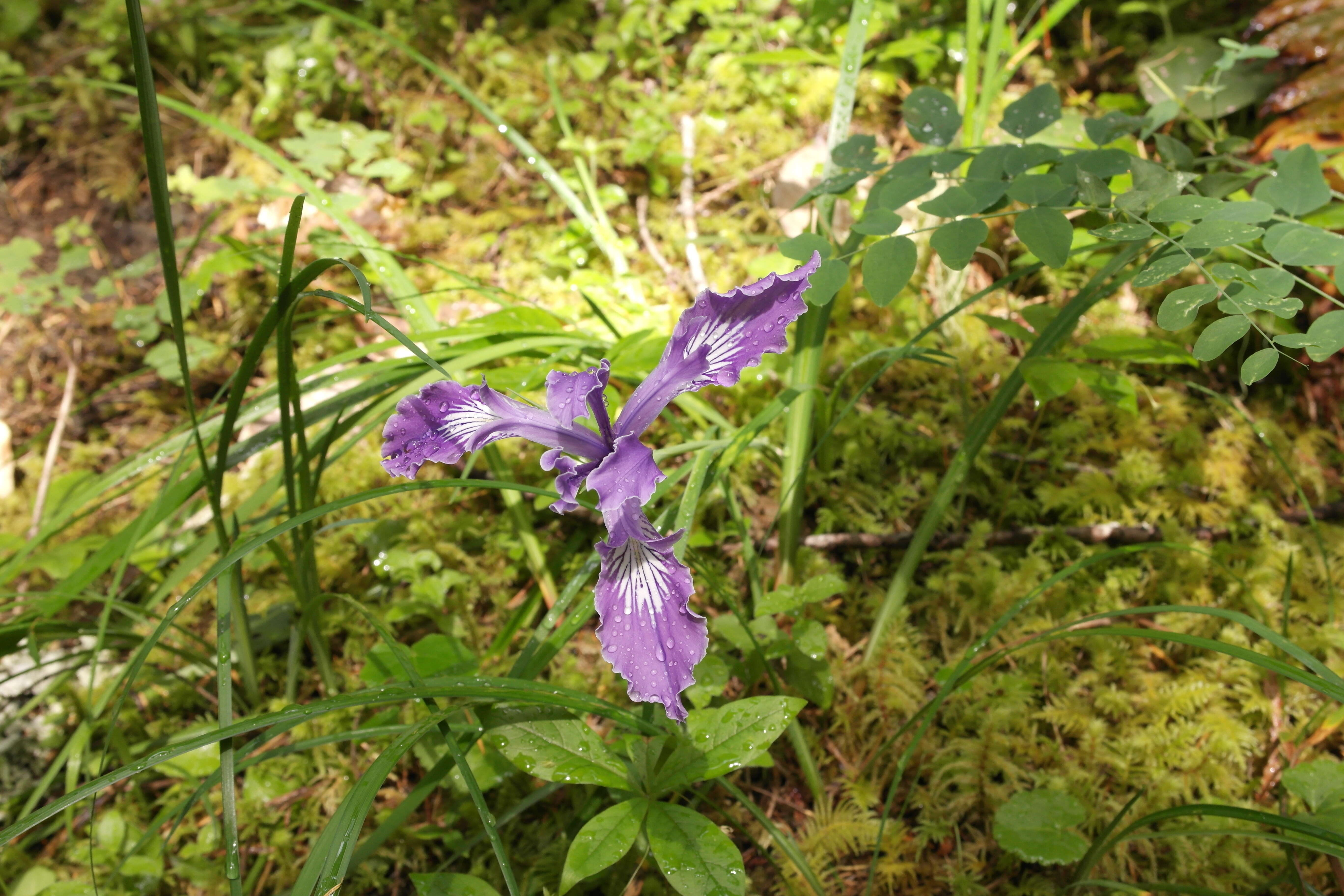 Image of toughleaf iris