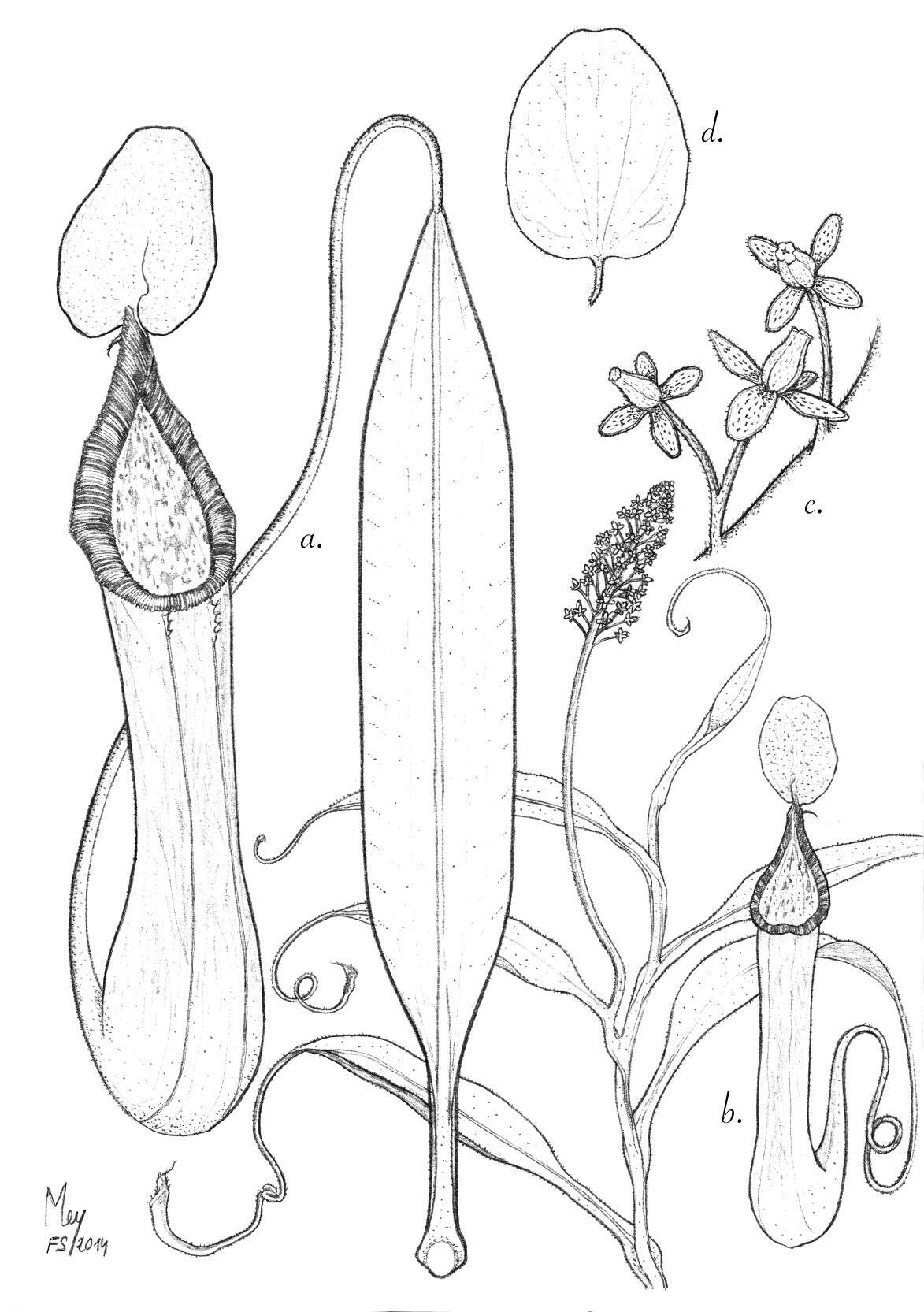 Image de Nepenthes pantaronensis