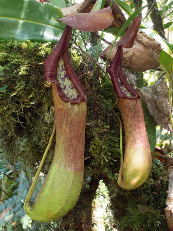 Image de Nepenthes pantaronensis