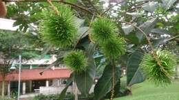 Image of rambutan