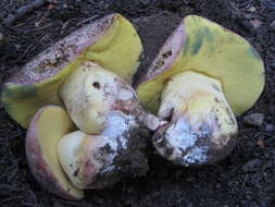 Image of Butyriboletus abieticola (Thiers) D. Arora & J. L. Frank 2014