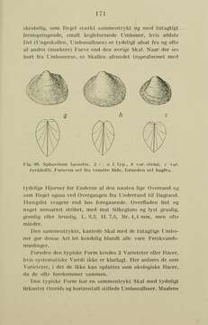 Musculium lacustre (O. F. Müller 1774) resmi