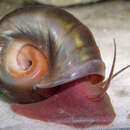 Image of Magnificent Ramshorn