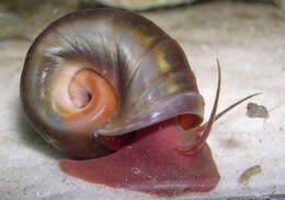 Image of Magnificent Ramshorn