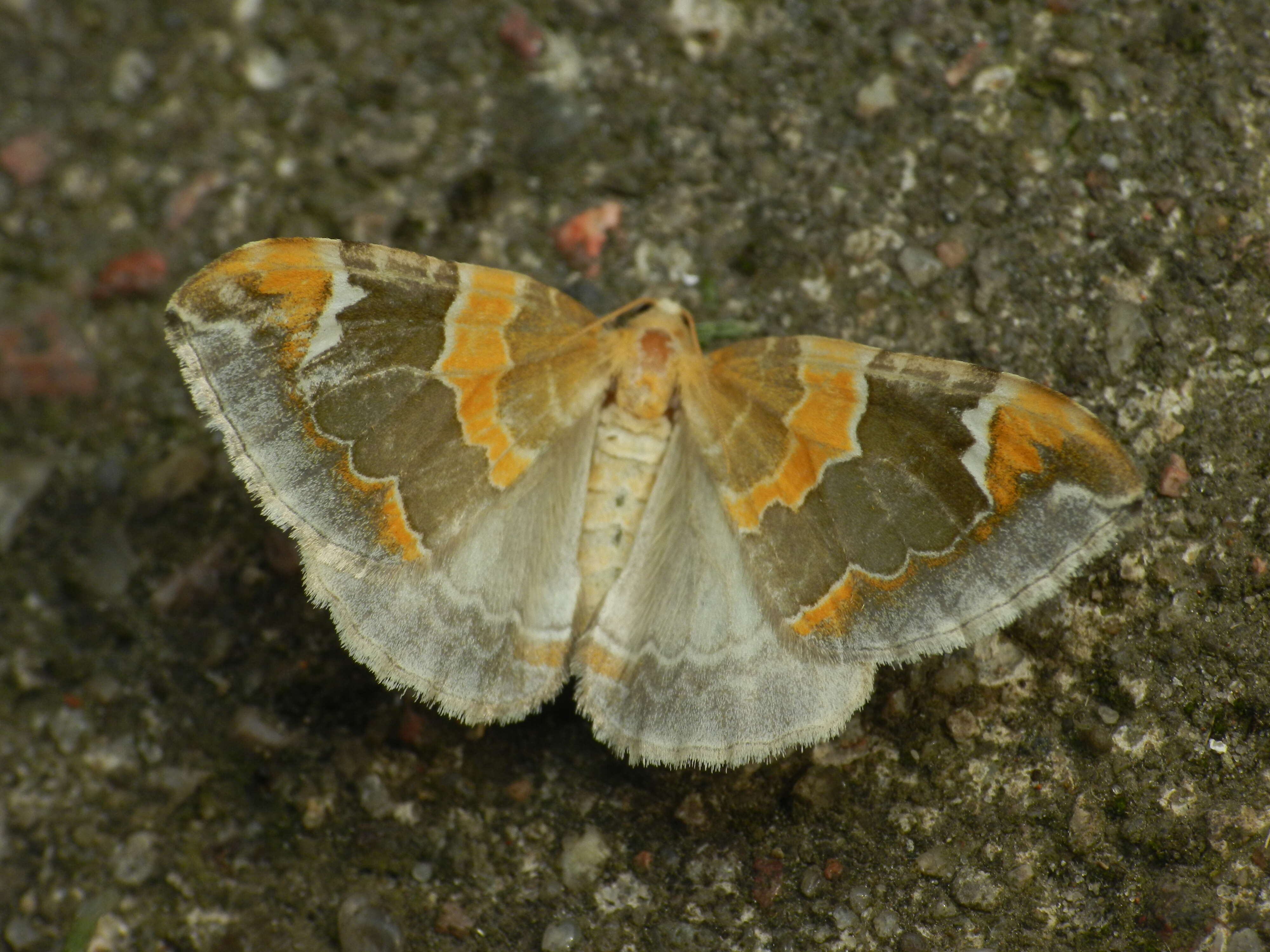 Image of Eulithis pyropata