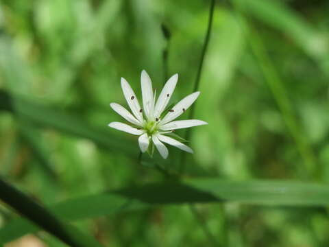 Image of common starwort