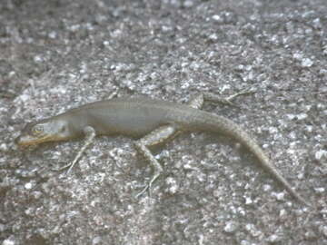 Image of Black Mountain Skink