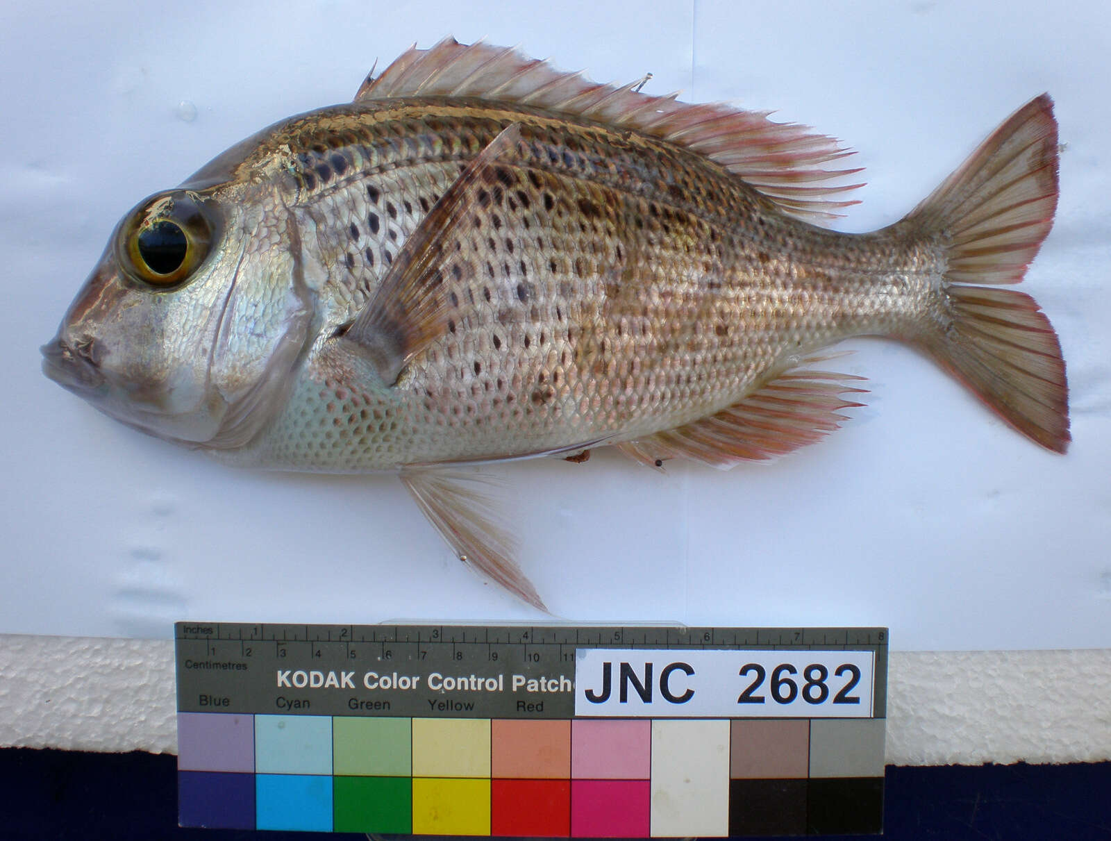 Image of Japanese large-eye bream