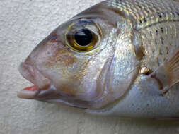 Image of Japanese large-eye bream