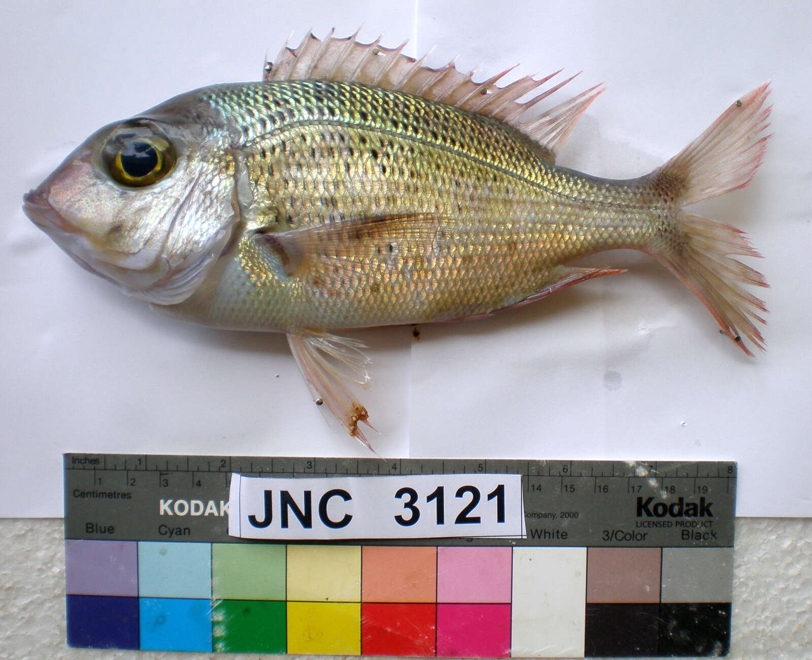 Image of Japanese large-eye bream