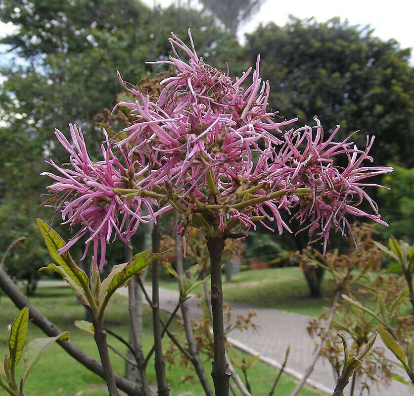 Image of Chionanthus pubescens Kunth