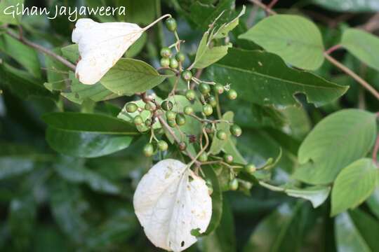 Image of White flag bush