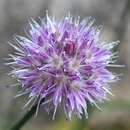 Image of Allium maximowiczii Regel