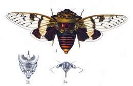 Image of Ioba leopardina (Distant 1881)