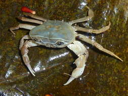 Image of Natal River Crab