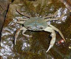 Image of Natal River Crab