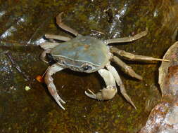 Image of Natal River Crab