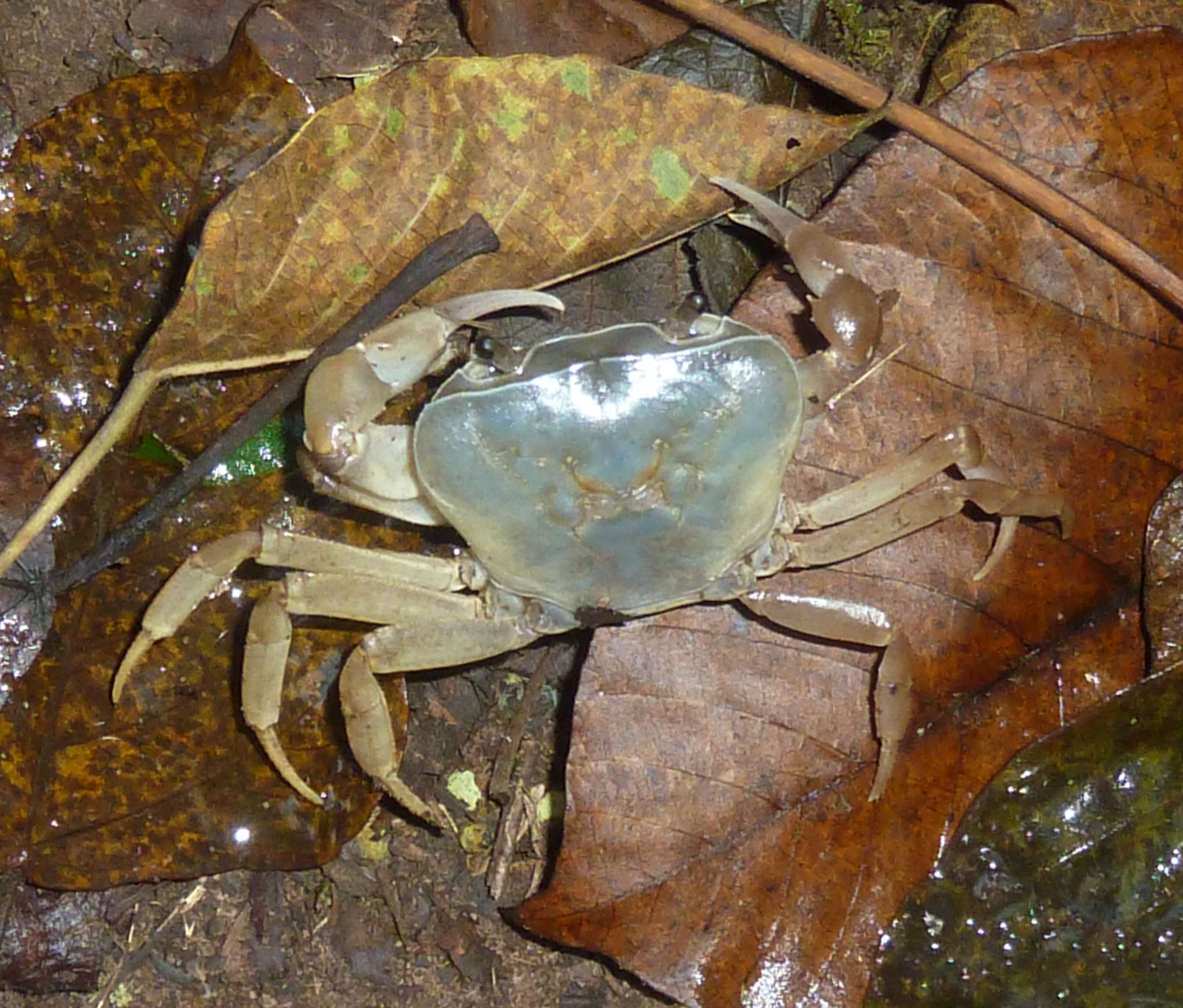 Image of Natal River Crab