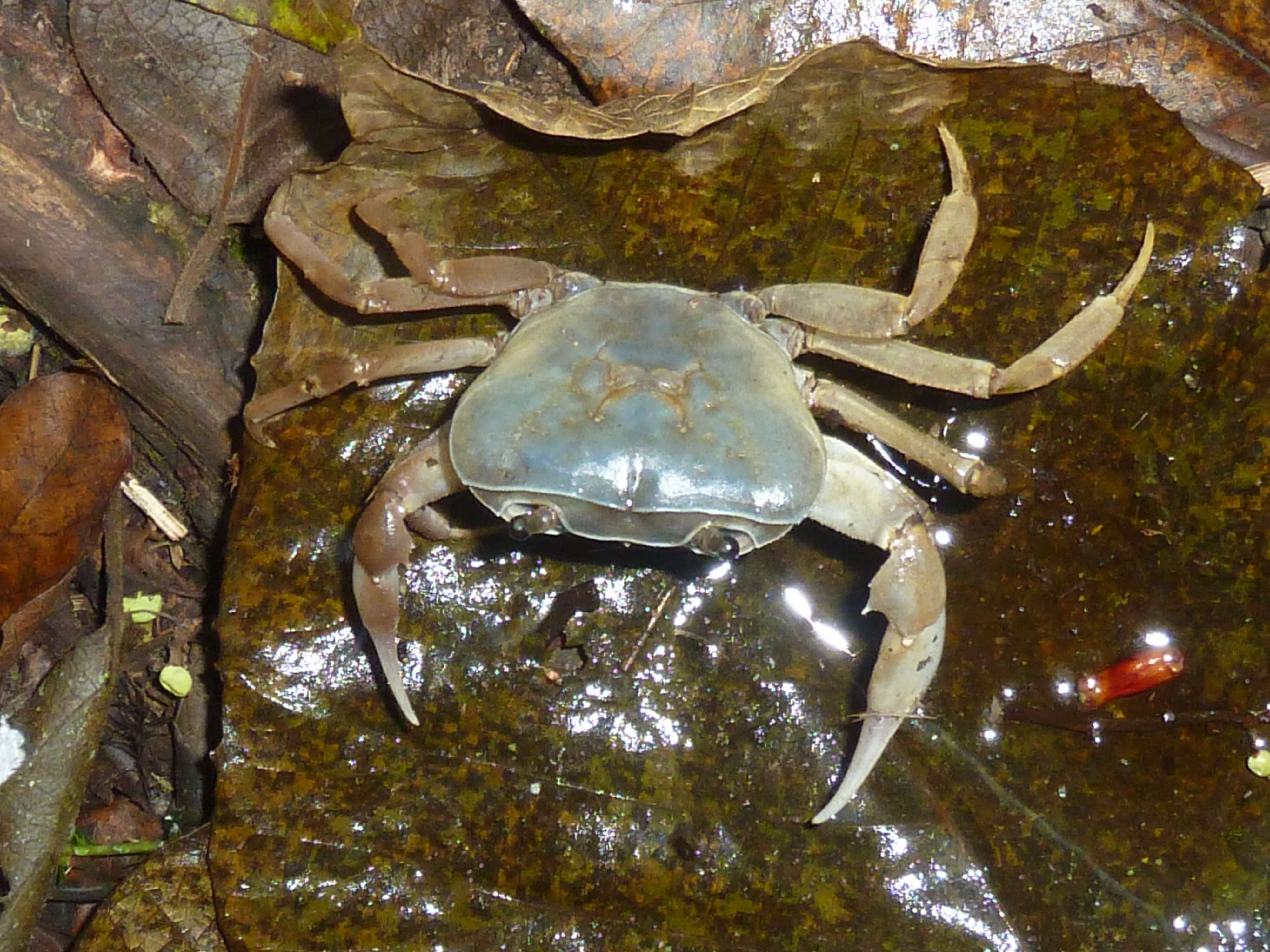 Image of Natal River Crab