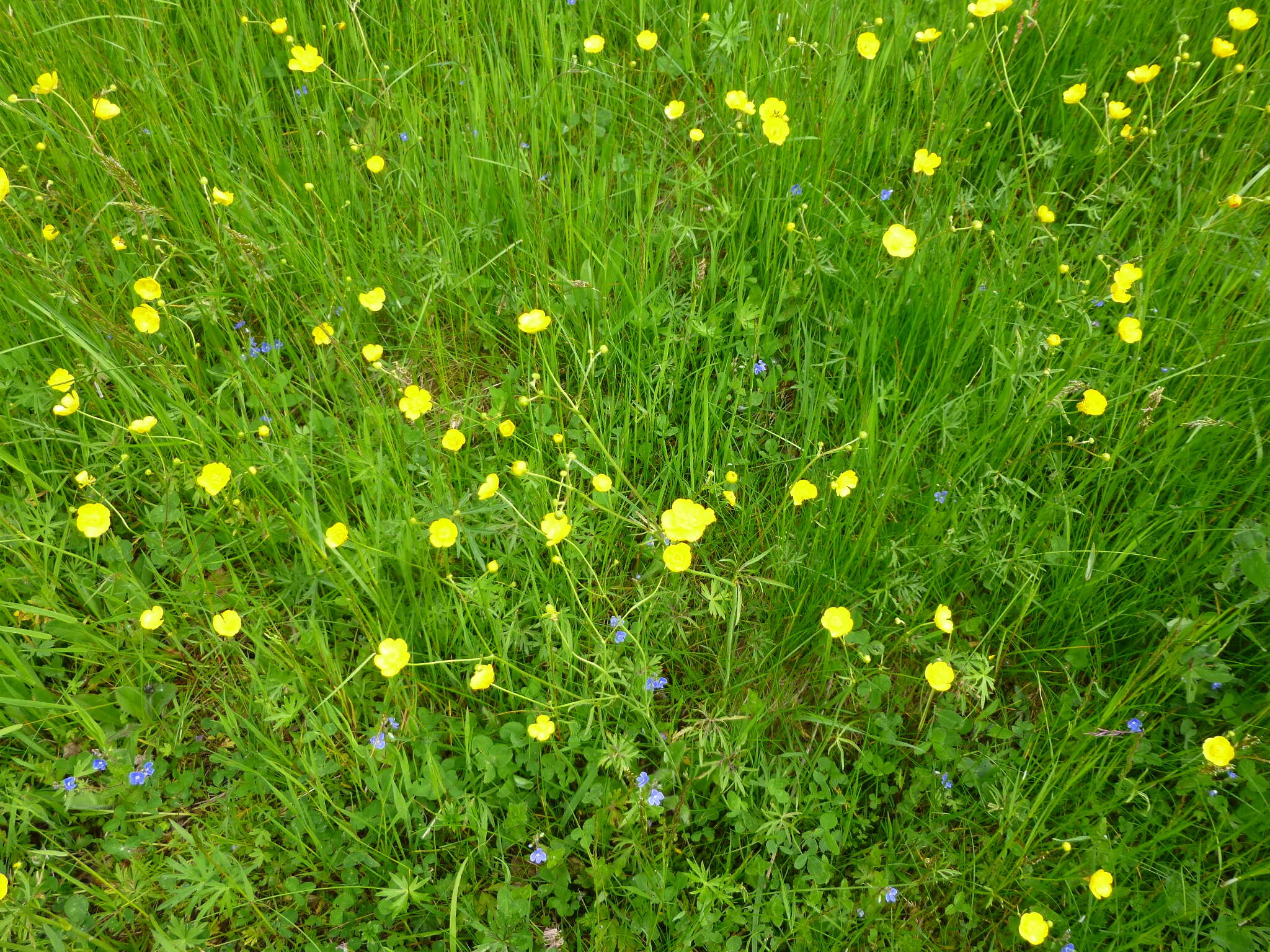 Image of common buttercup