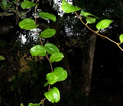 Image of Smilax