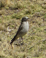 Image of Plain-capped Ground Tyrant