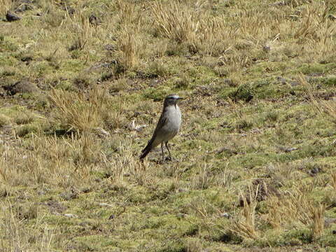 Image of Plain-capped Ground Tyrant