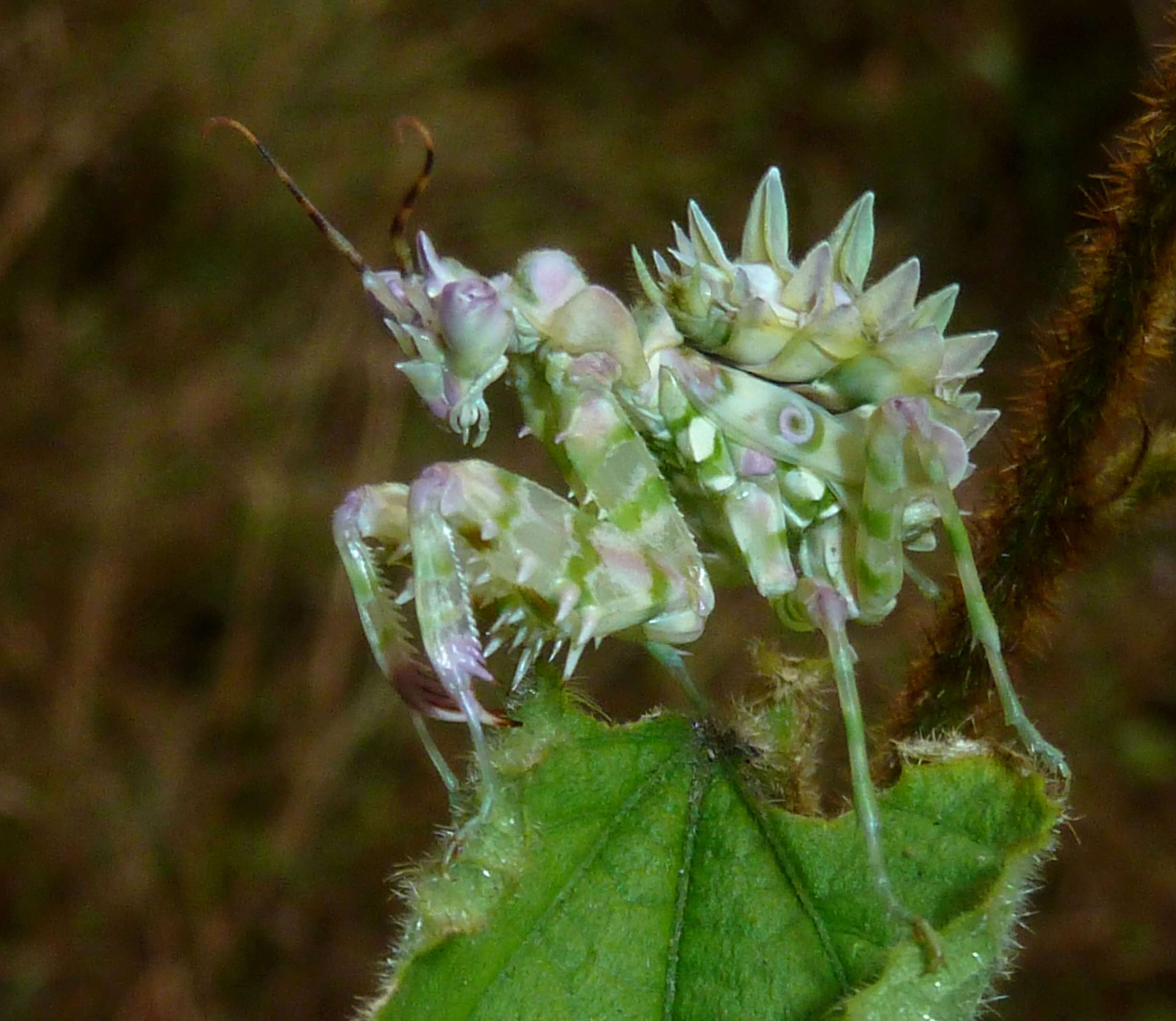 Image de <i>Pseudocreobotra wahlbergii</i>