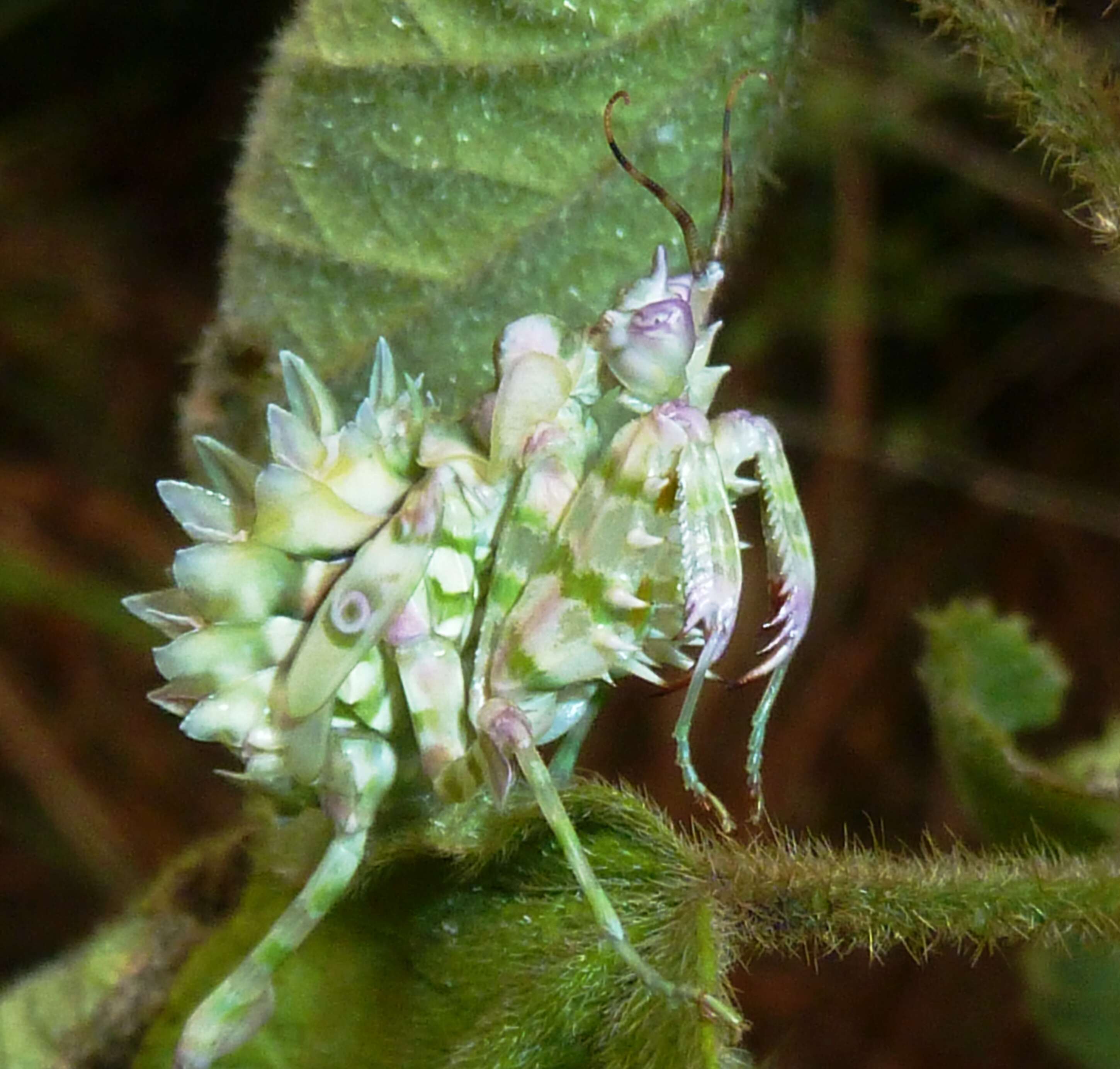 Image de <i>Pseudocreobotra wahlbergii</i>