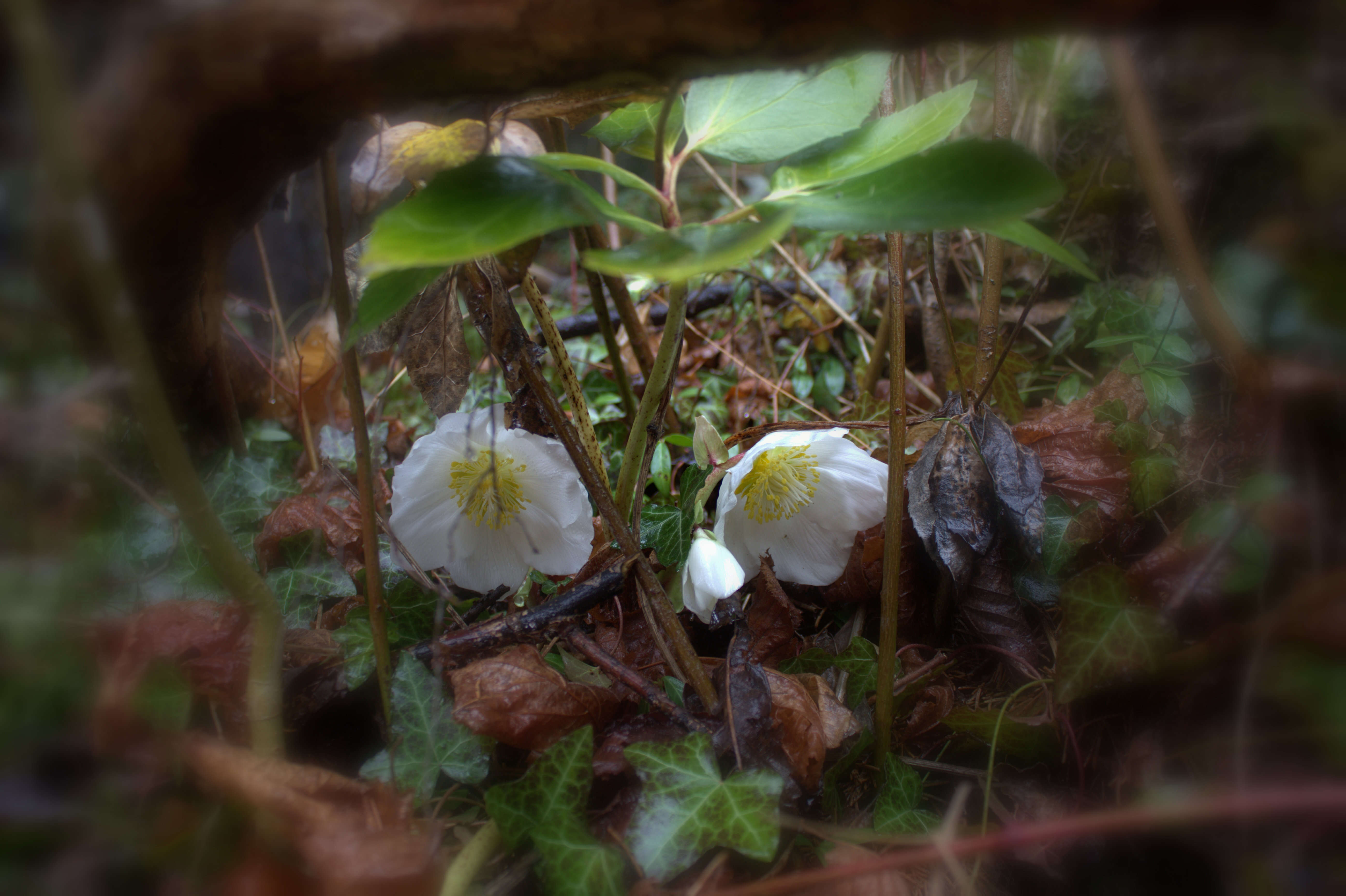 Image of black hellebore