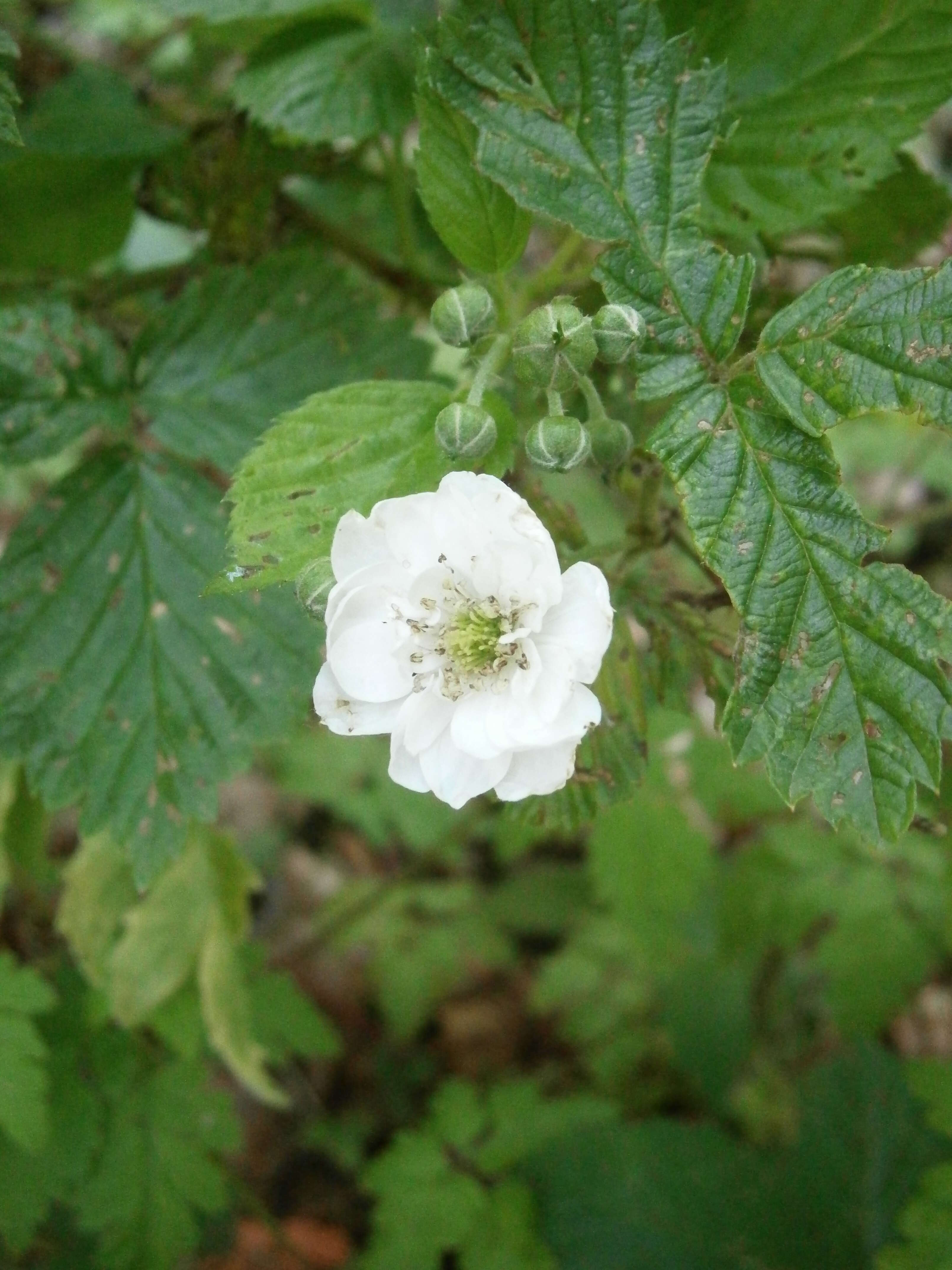 Слика од Rubus cochinchinensis Tratt.