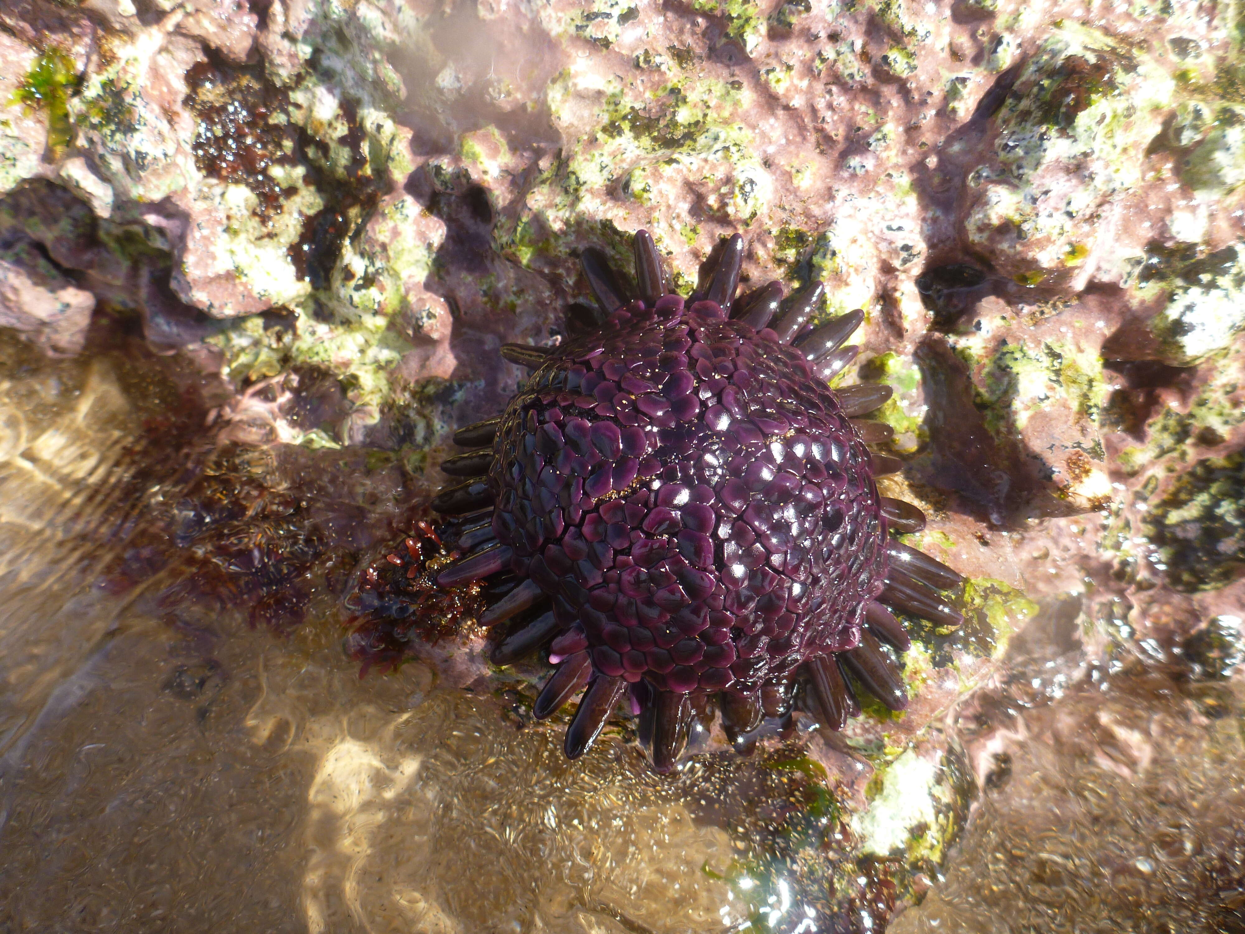 Imagem de Colobocentrotus subgen. Podophora L. Agassiz 1840