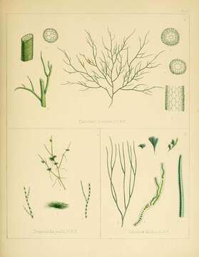 صورة Calotrichaceae