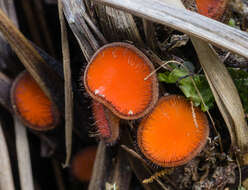 Image of Scutellinia umbrorum (Fr.) Lambotte 1887