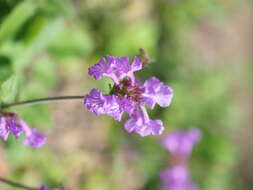 Image de Betonica macrantha K. Koch