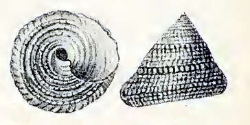 Image of Trochus chloromphalus (A. Adams 1853)