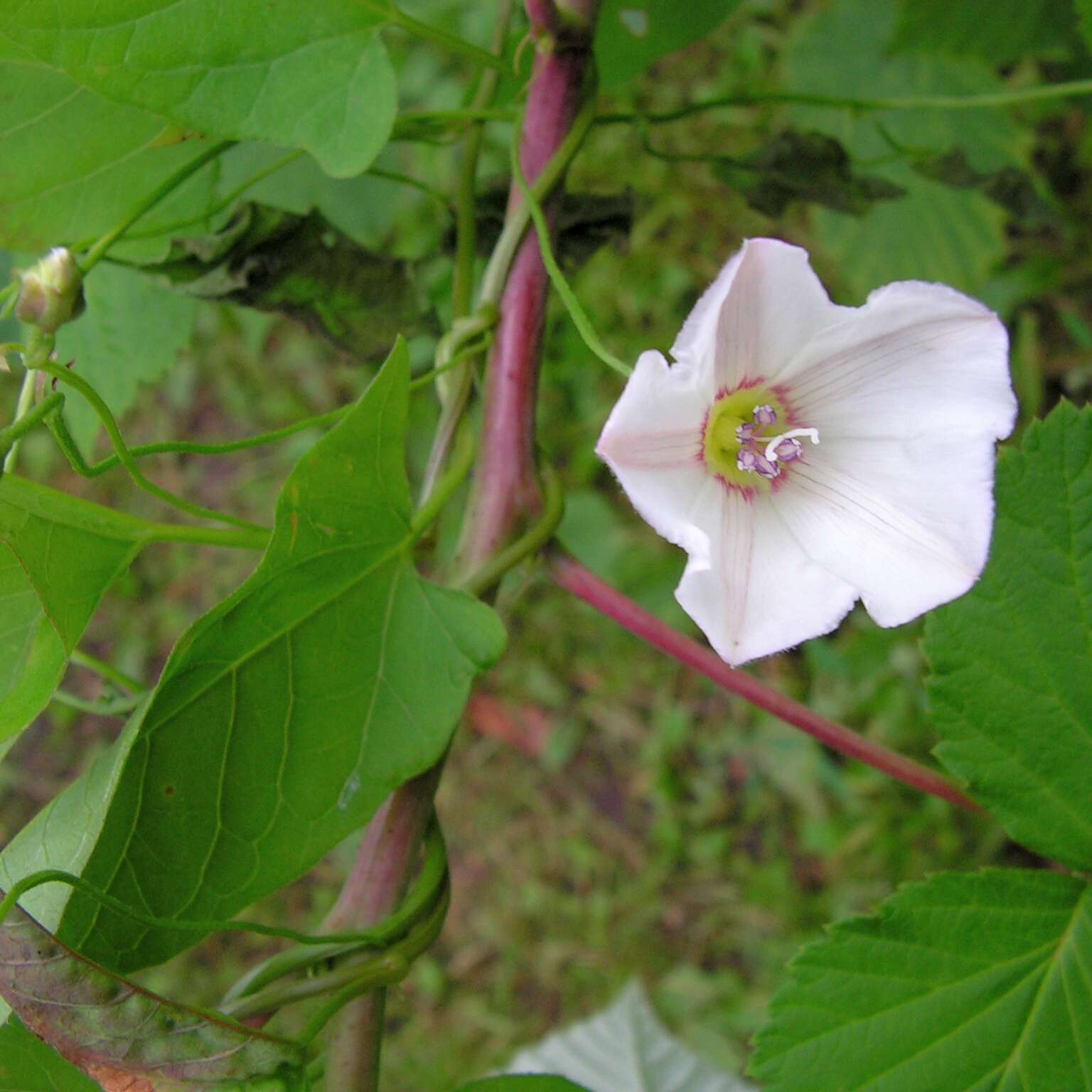 Image of Field Bindweed