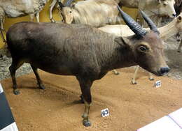 Image of Lowland anoa