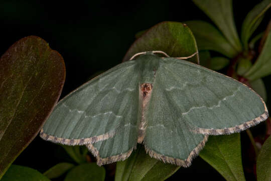 Plancia ëd Hemithea aestivaria Hübner 1789