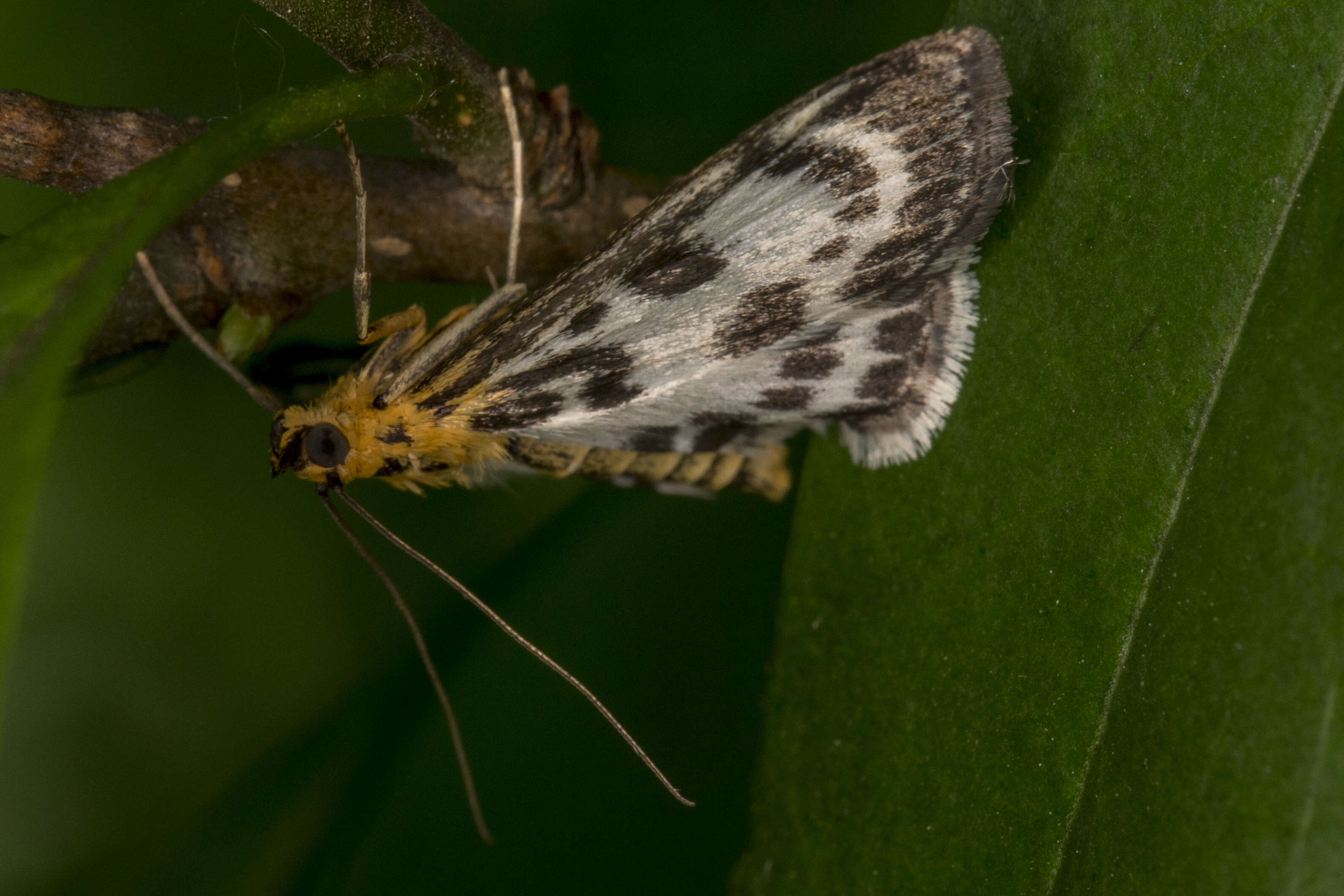 Слика од Anania hortulata