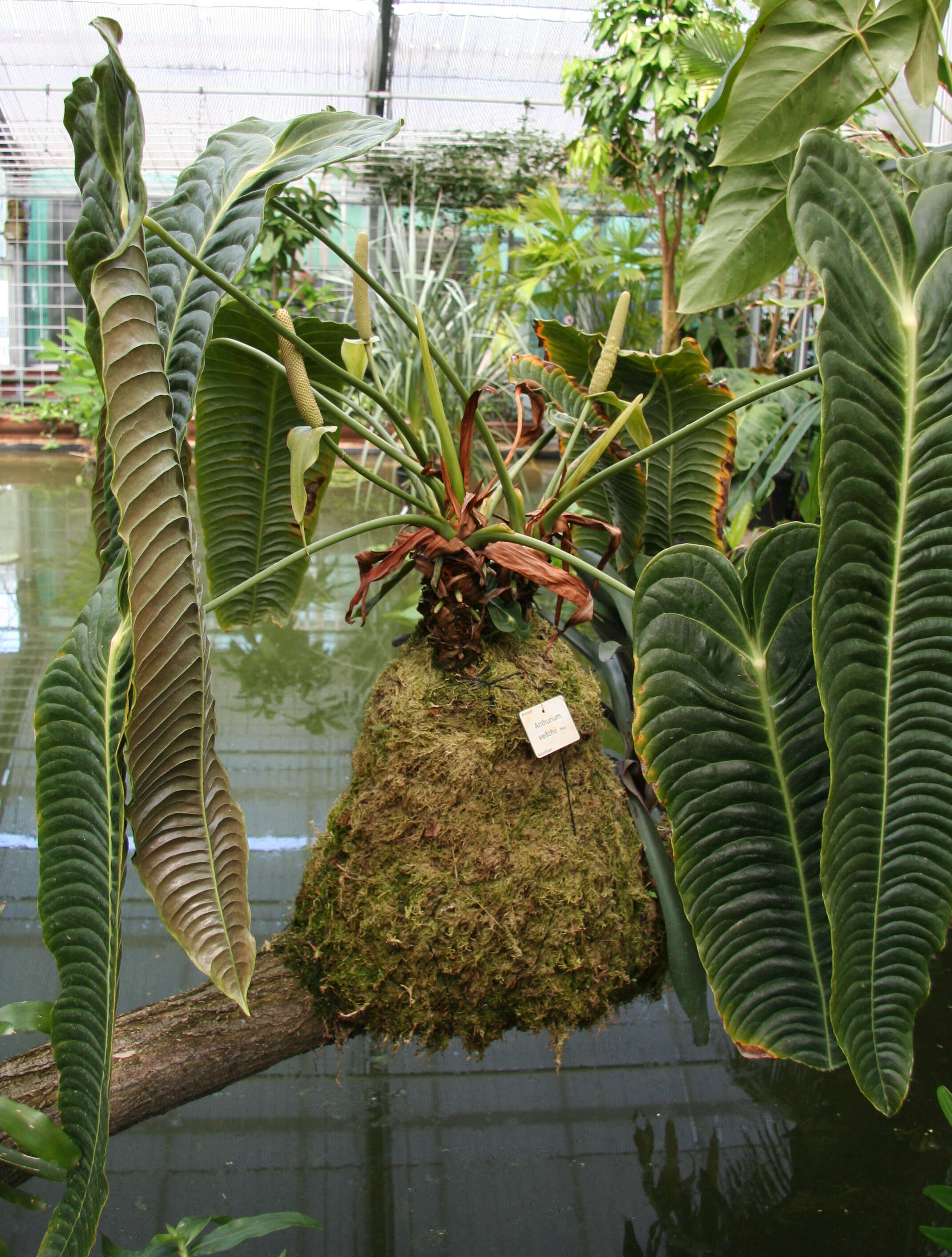 Image of Anthurium veitchii Mast.