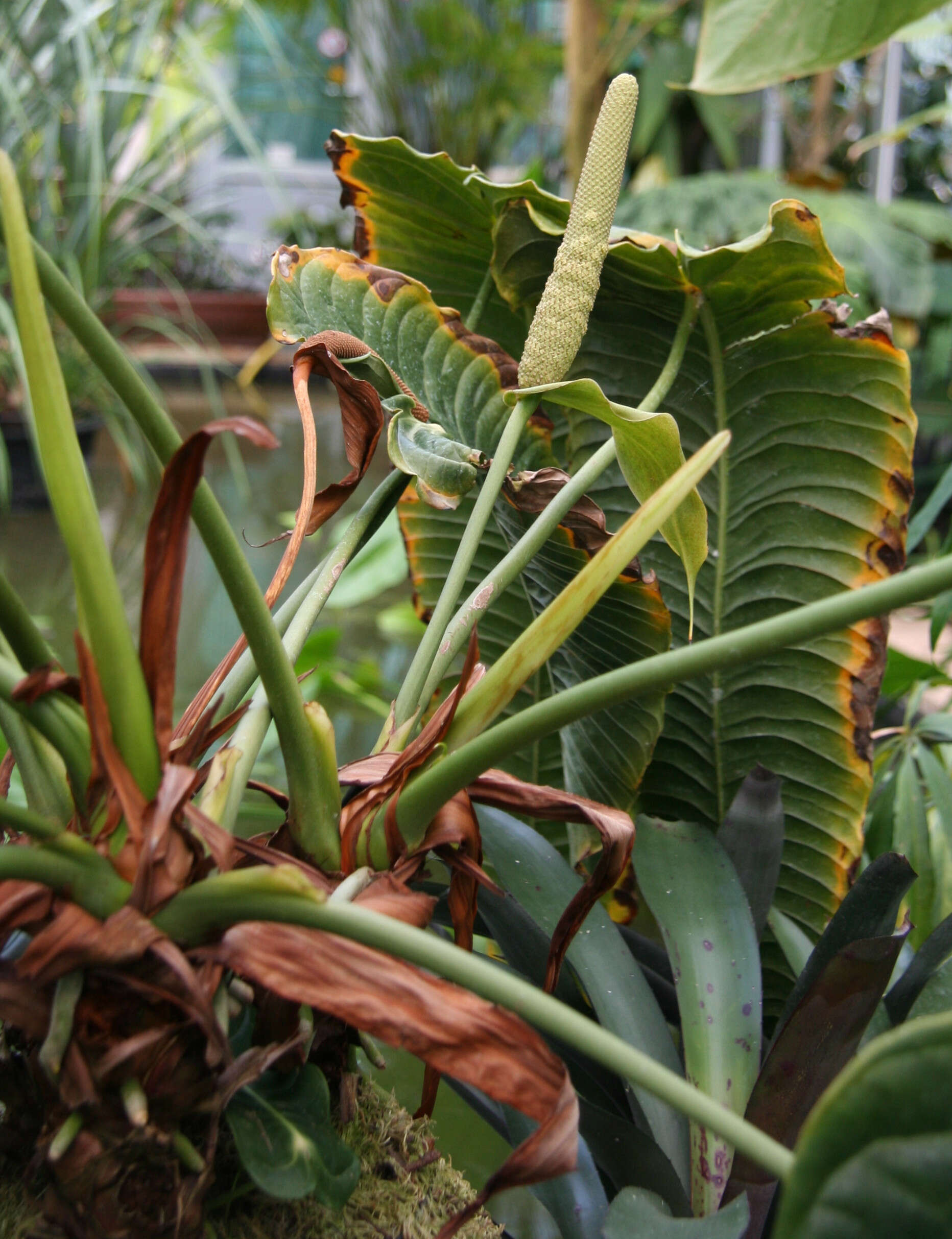 Image of Anthurium veitchii Mast.