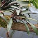 Neoregelia atroviridifolia W. Weber & Roeth的圖片