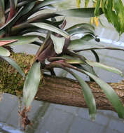 Image of Neoregelia atroviridifolia W. Weber & Roeth