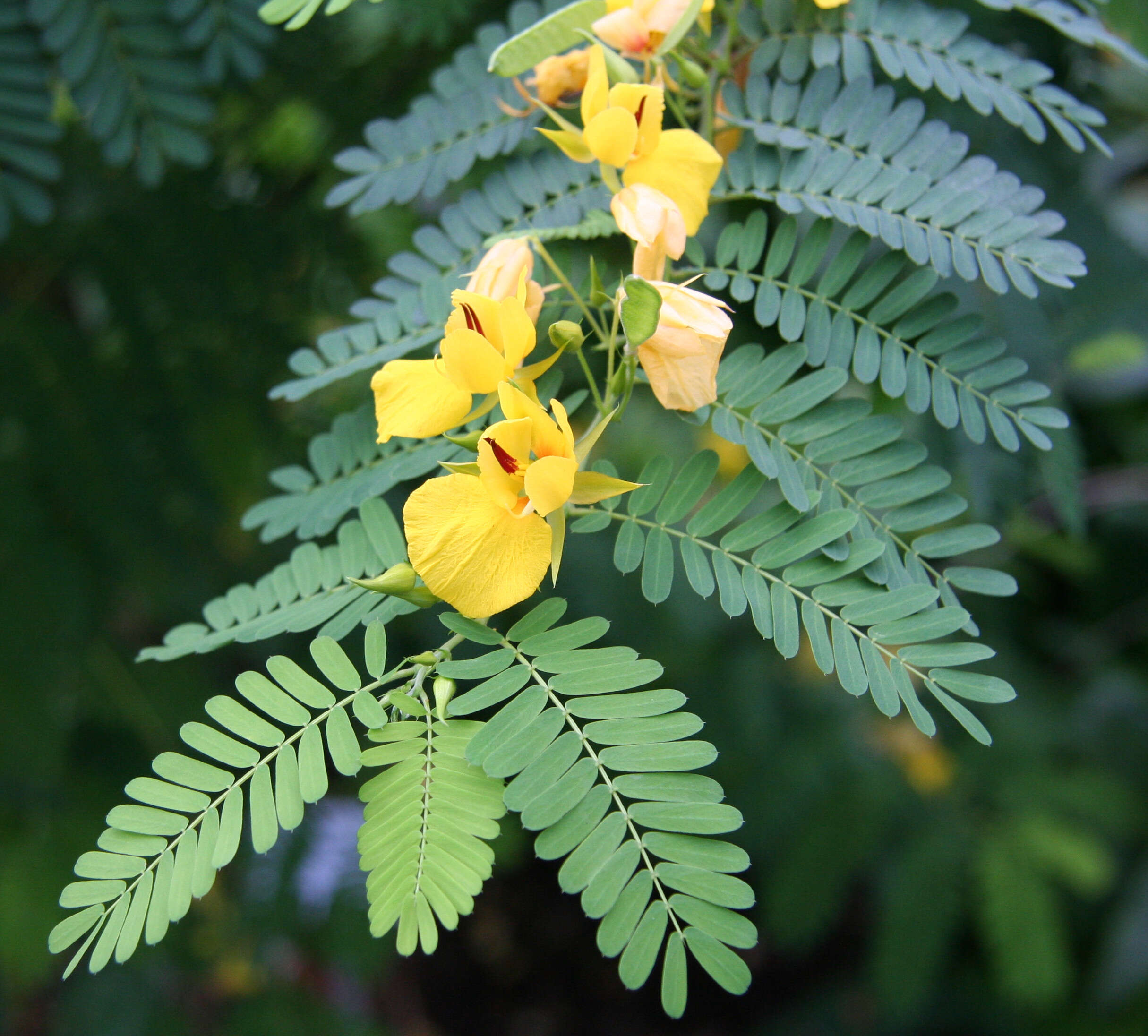 Sivun Chamaecrista glandulosa (L.) Greene kuva