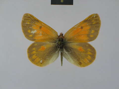 Image of Colias leechi Grum-Grshimailo 1893