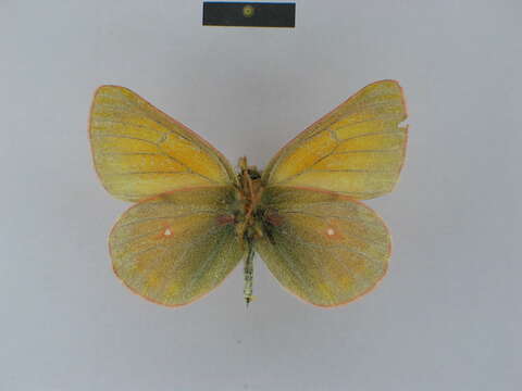 Image of Colias leechi Grum-Grshimailo 1893