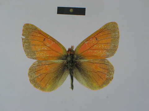 Image of Colias leechi Grum-Grshimailo 1893